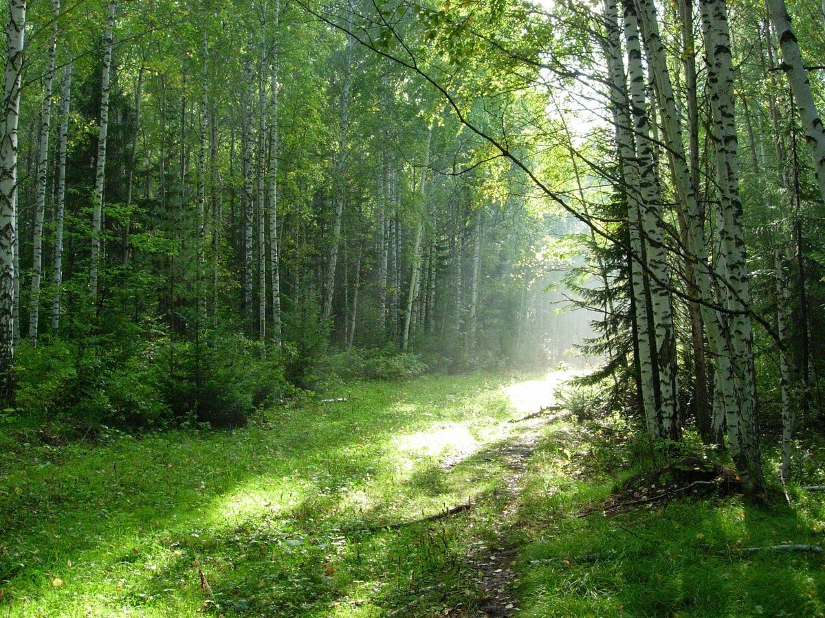 Саровский лес