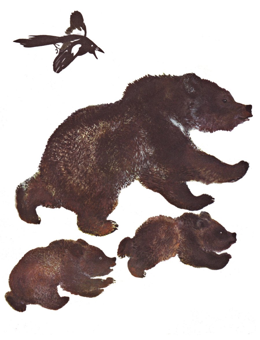 Евгений Иванович Чарушин медвежата