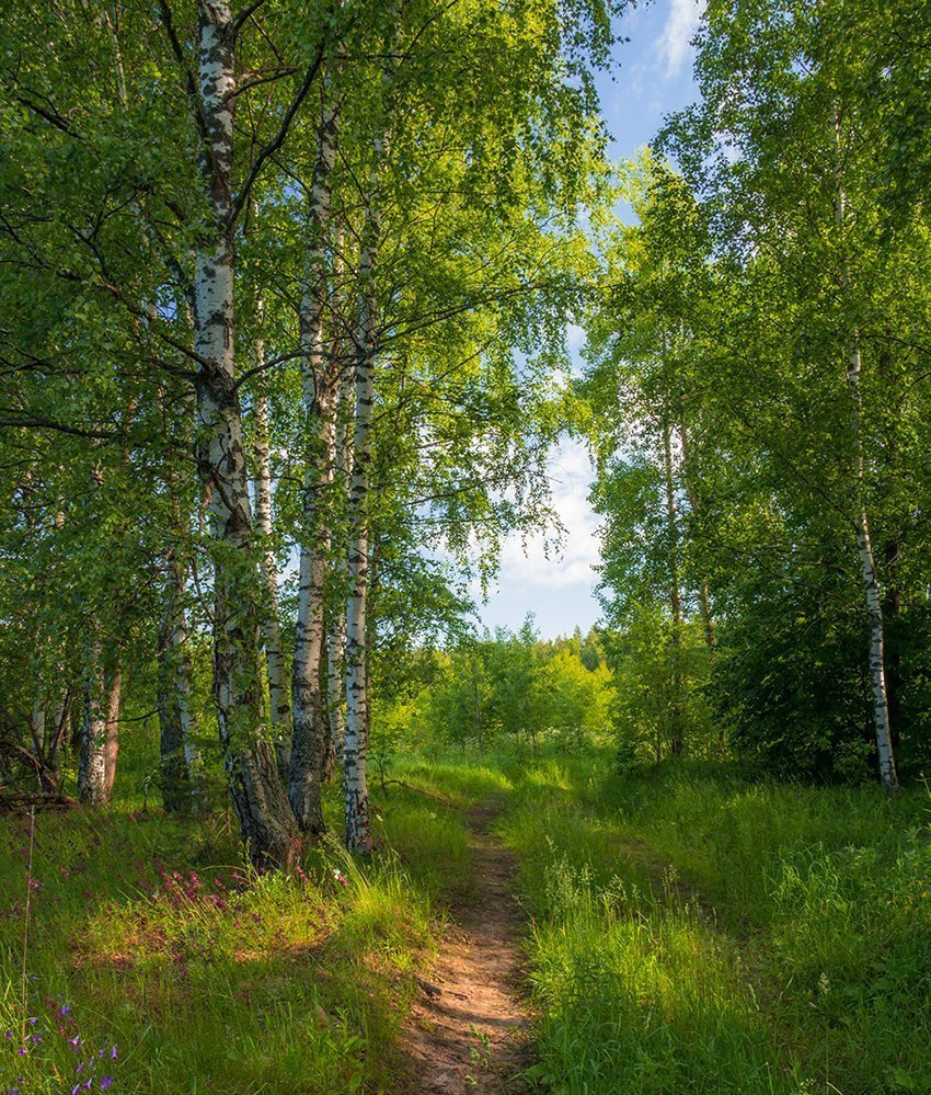 Березовая роща Переславль- Залесский