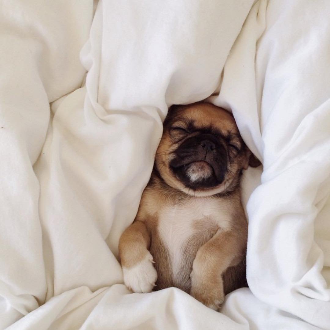 Собака проснулась