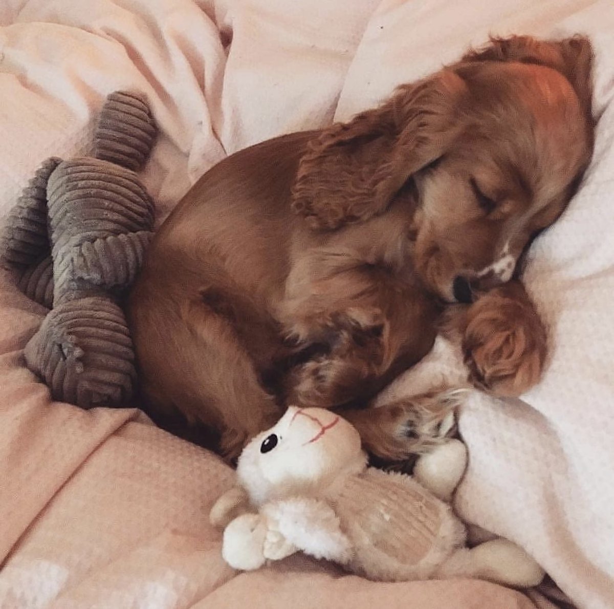 Девушка спит с собакой