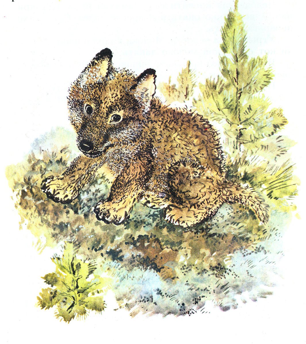 Евгений Чарушин Тигрёнок