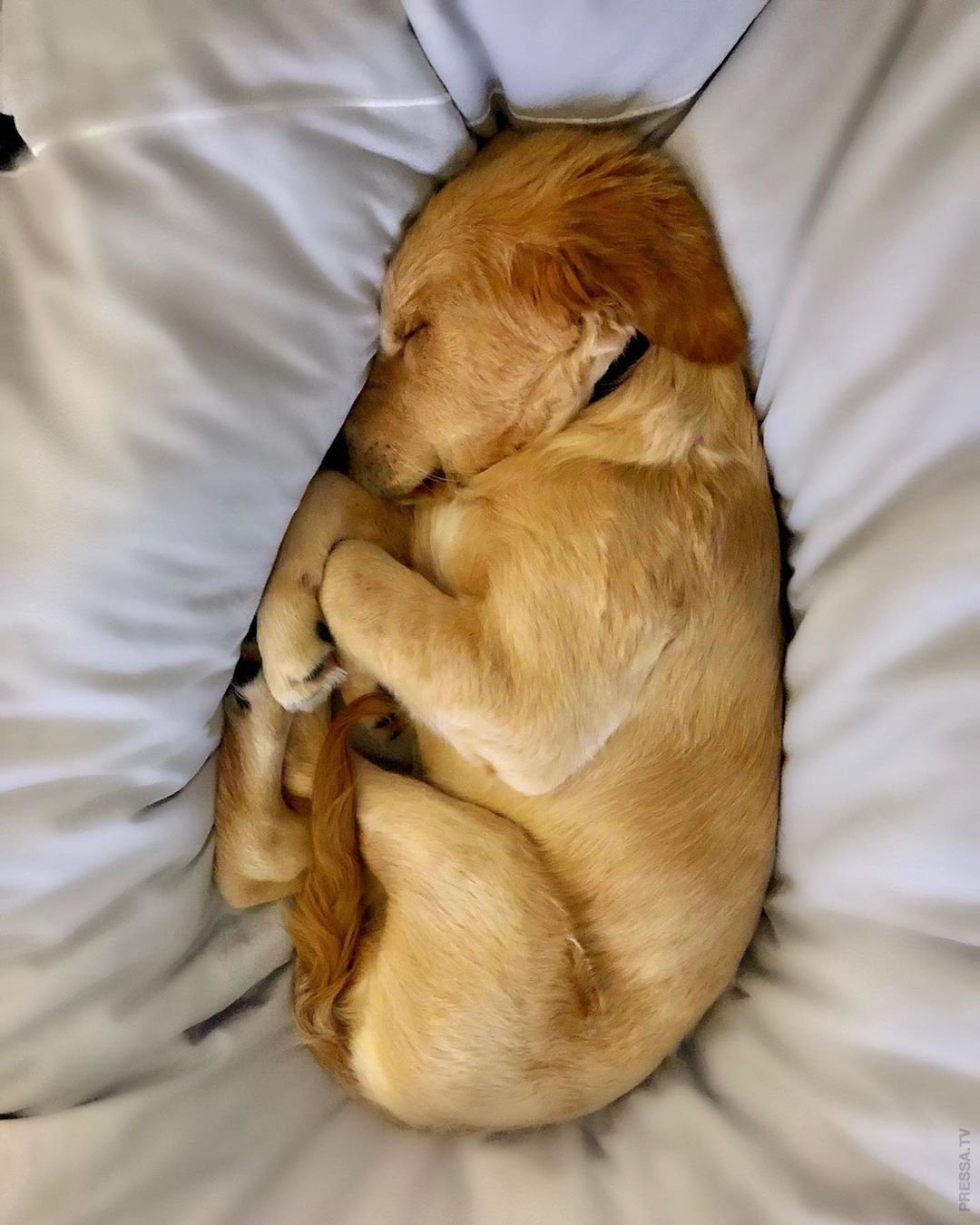 Сладких снов прикольные