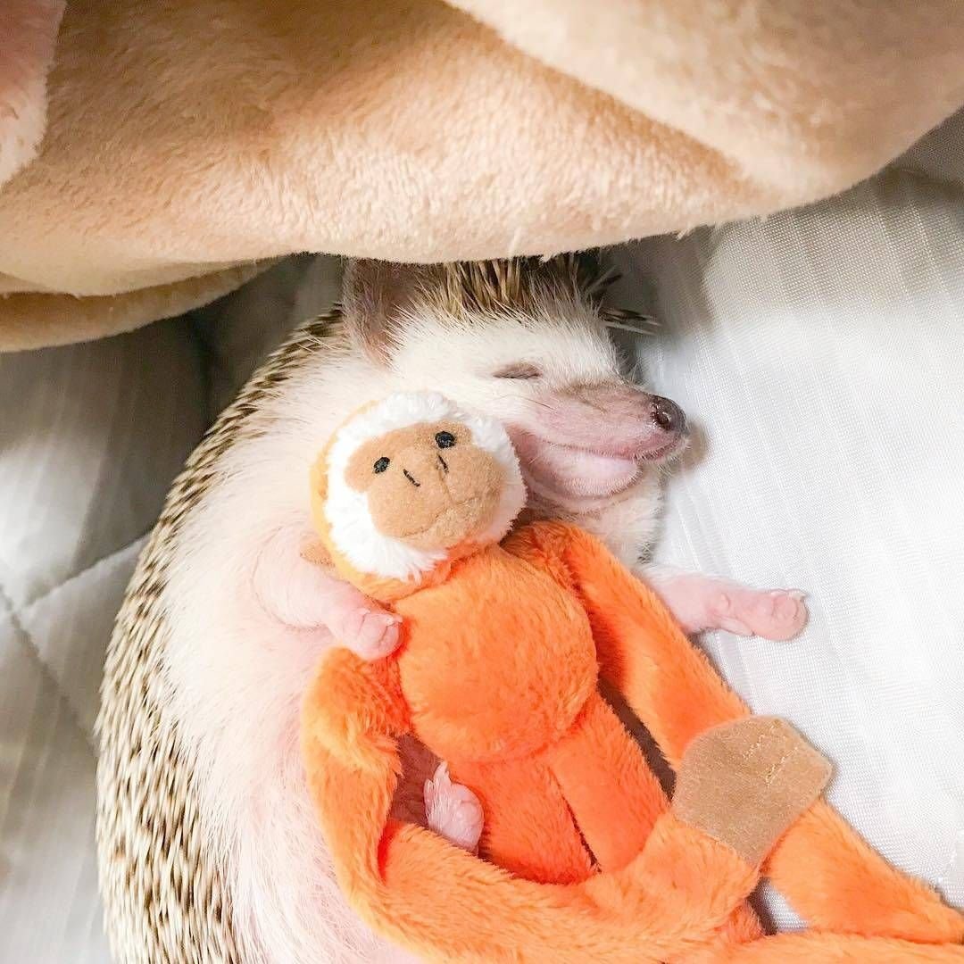 Веселый вельш корги