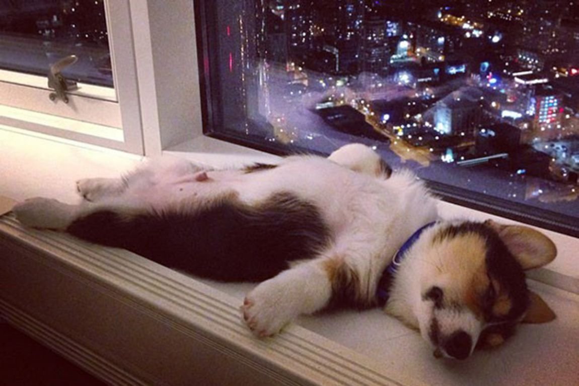 Корги Наоми