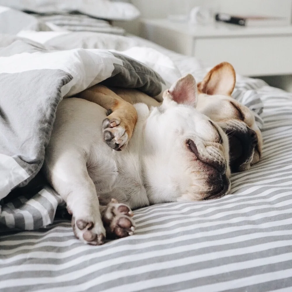 Собачка спит