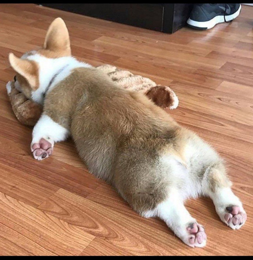 Спят усталые зверюшки