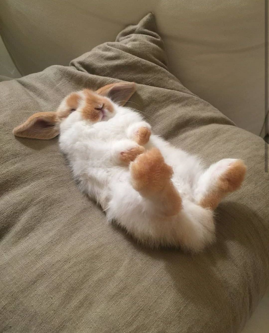 Спящие животные картинки