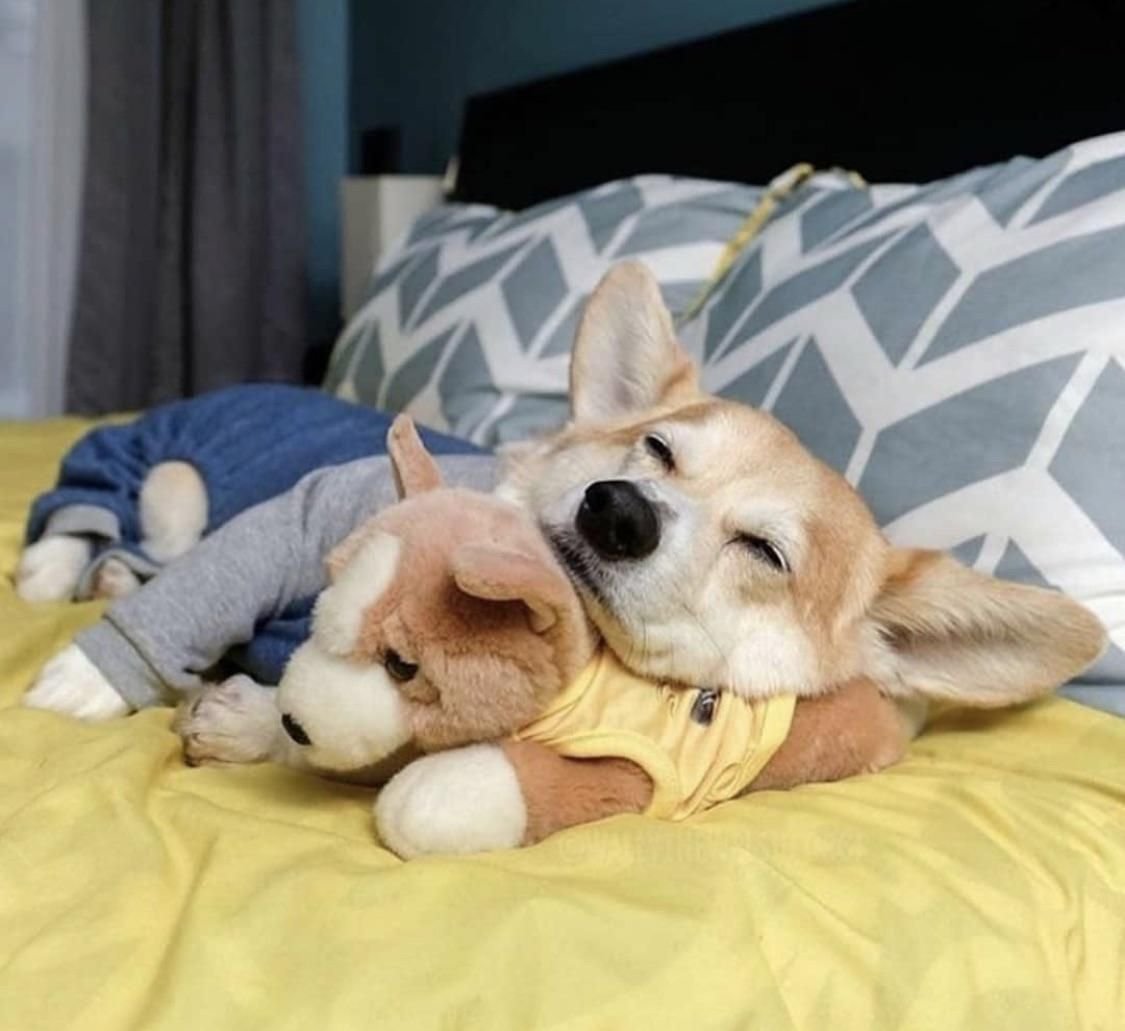 Собака спит