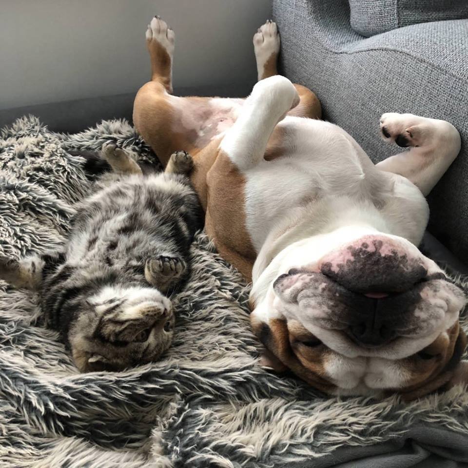 Собака в постели