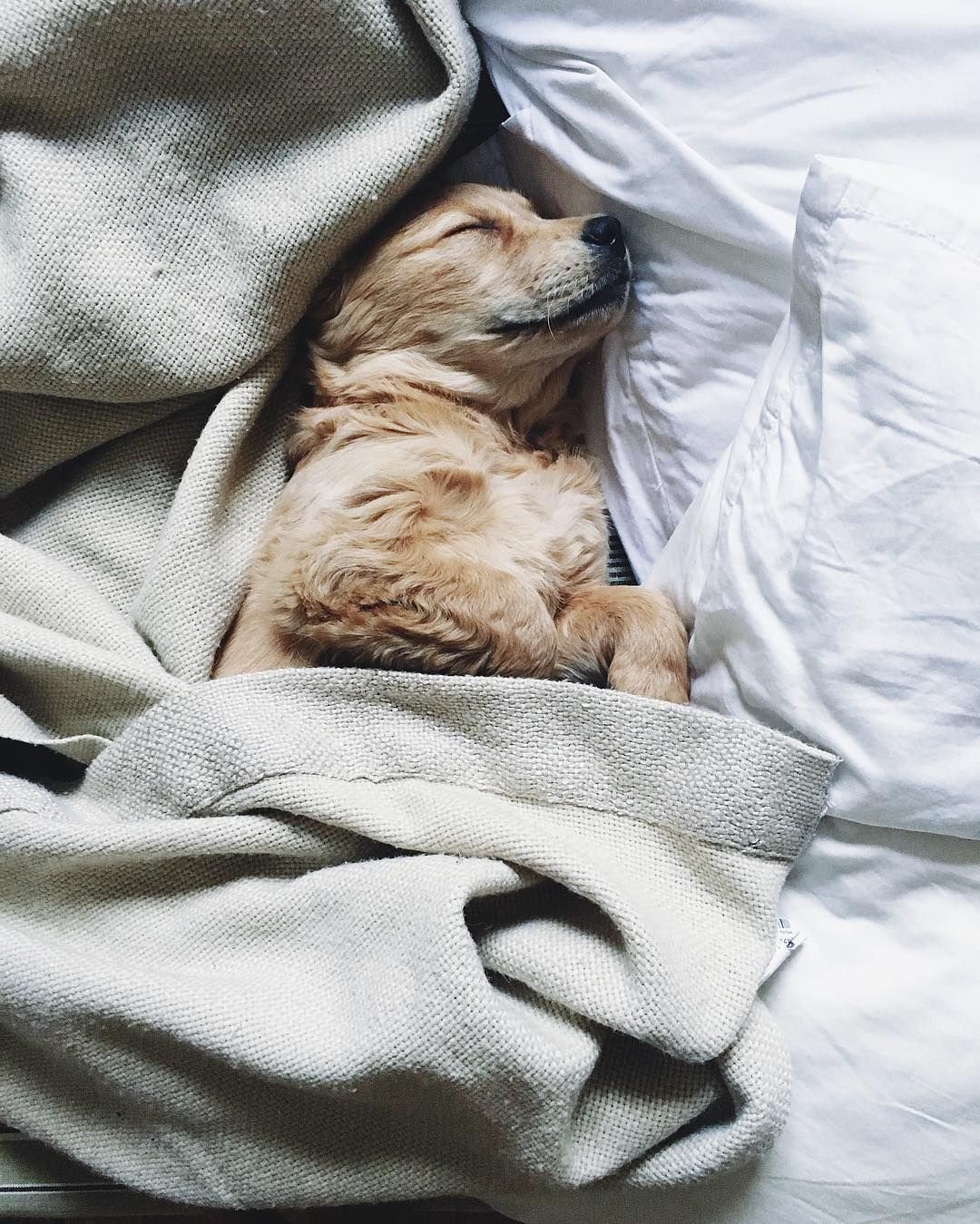 Спящие песики