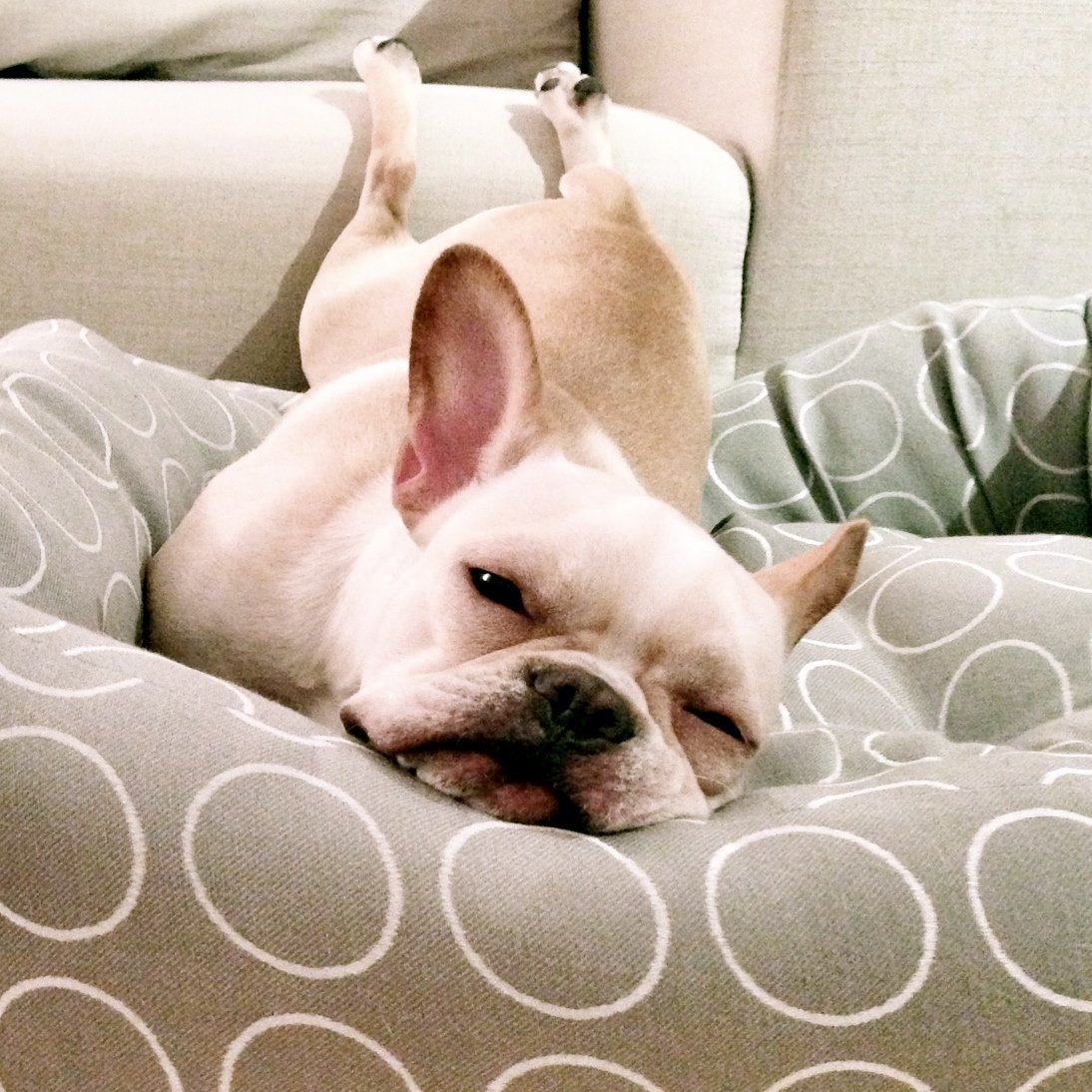 Спящие животные