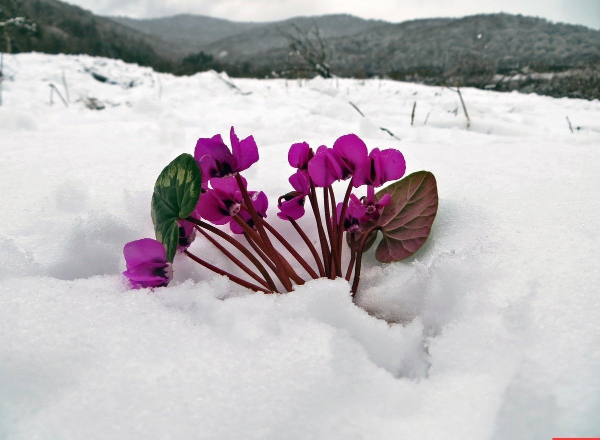 С добрым снежным утром