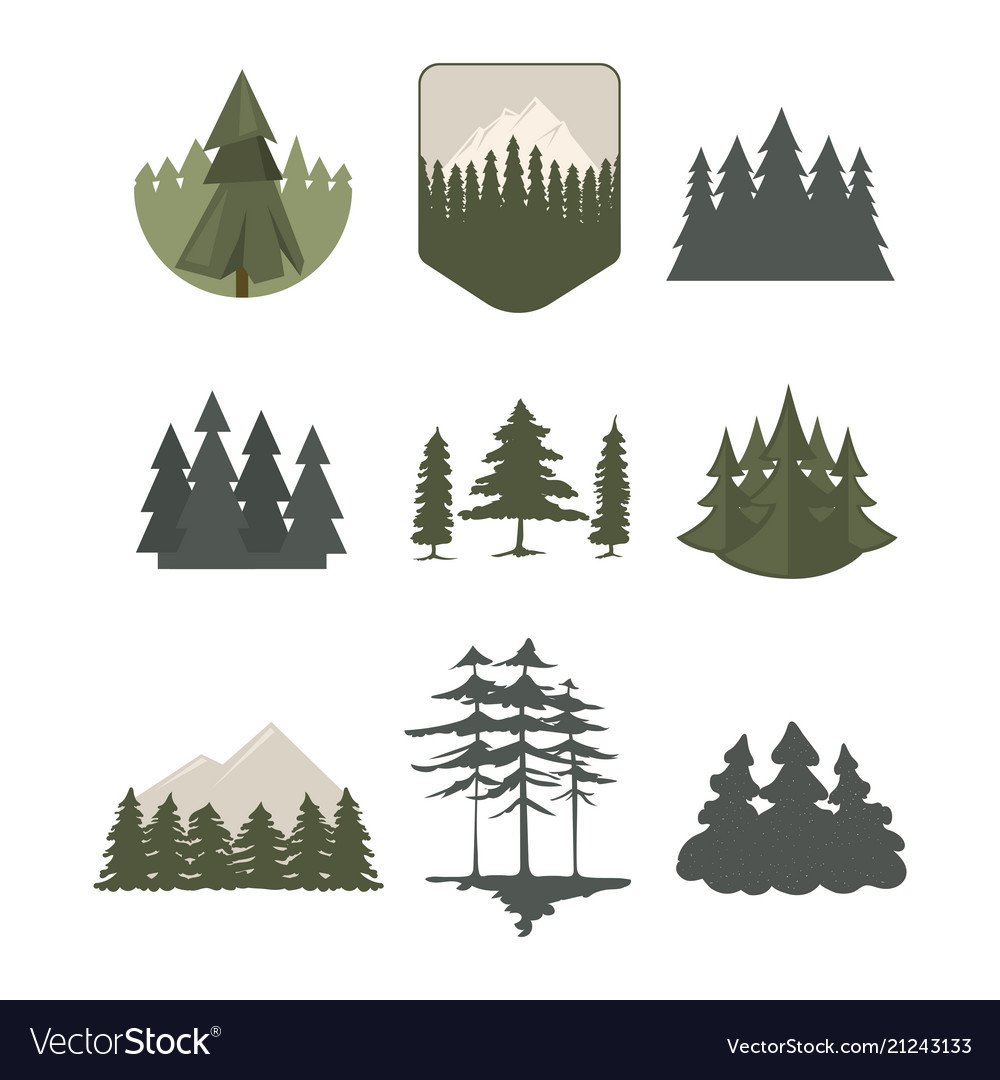 Хвойные и лиственные деревья задания для детей