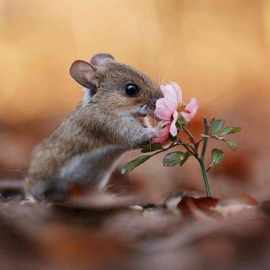 Привет Ежик