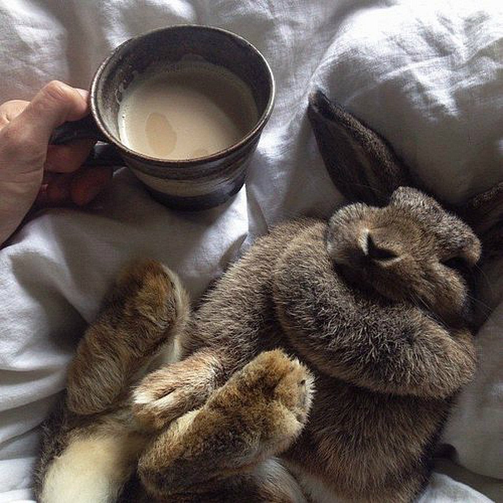 Щенок. Доброе утро!