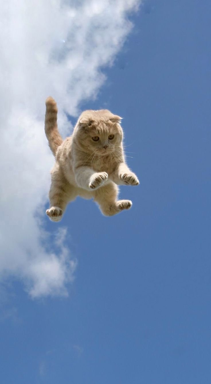 Самолет любви