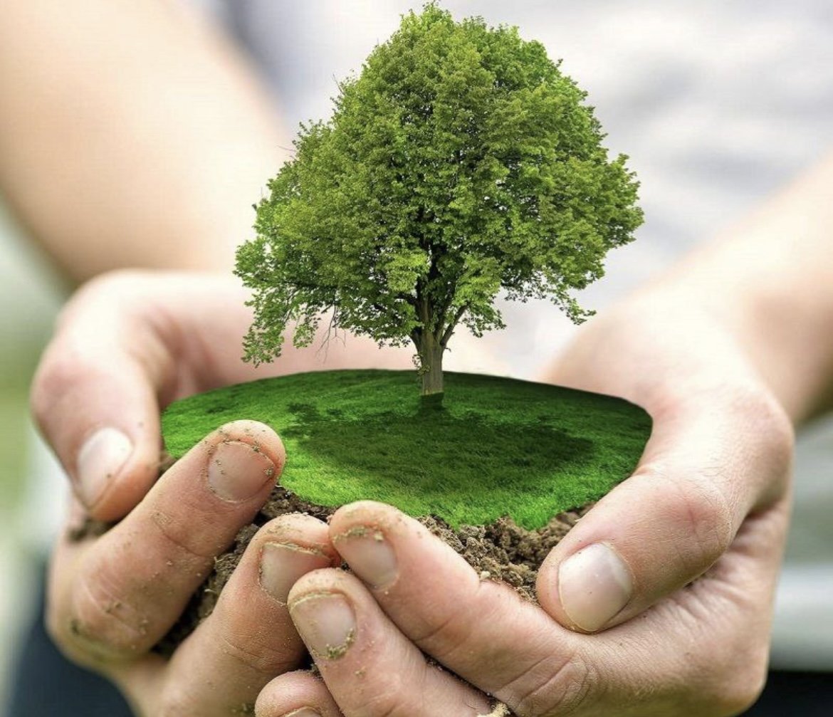 Сохранение лесов