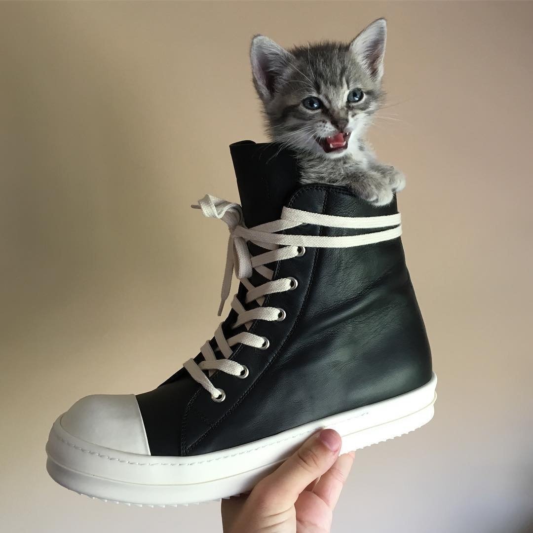 Модная кошка