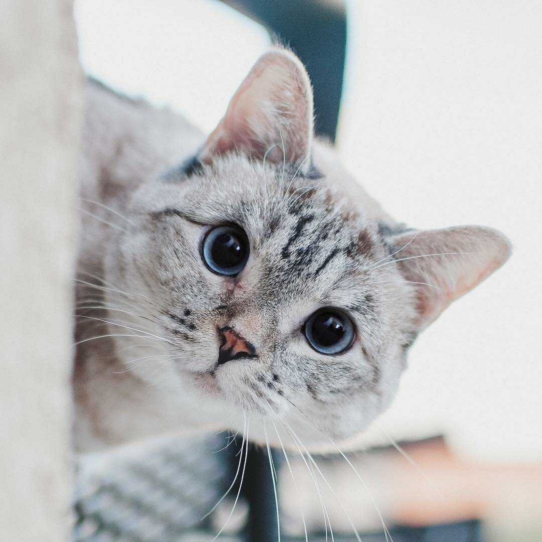 Инстаграмный котик