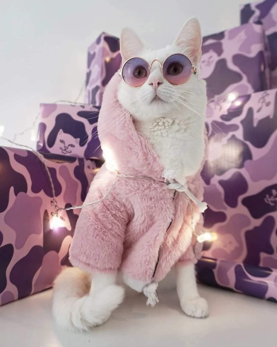 Модные коты