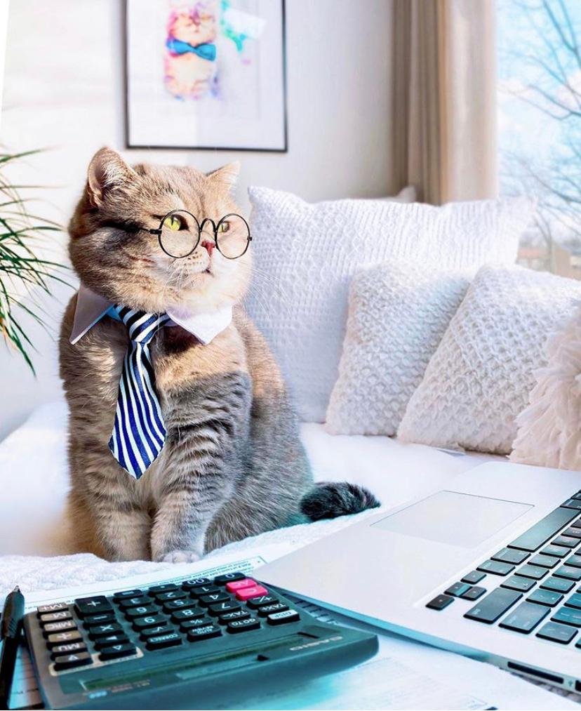 Стильный кот