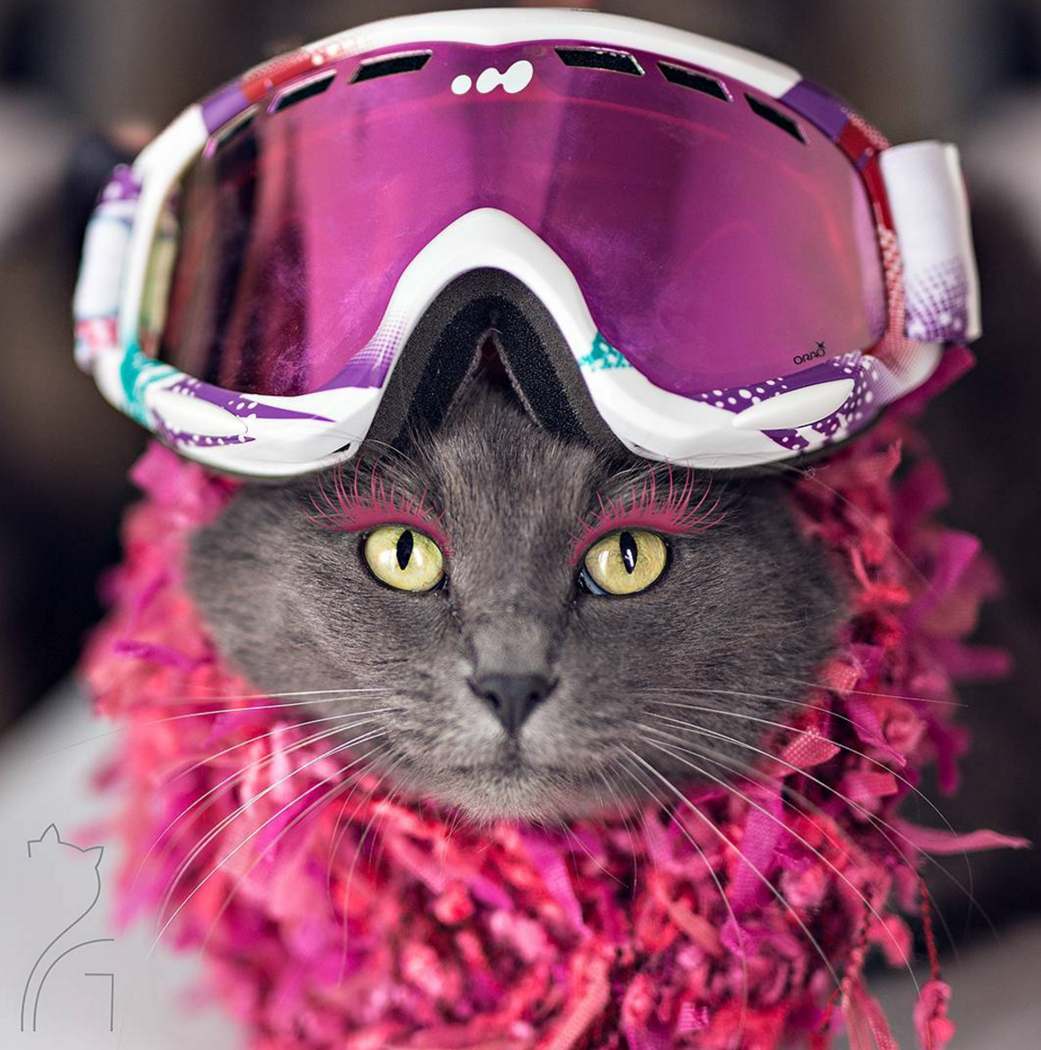 Самые крутые кошки