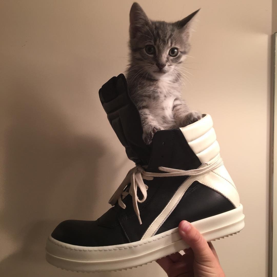 Чудная мода кот