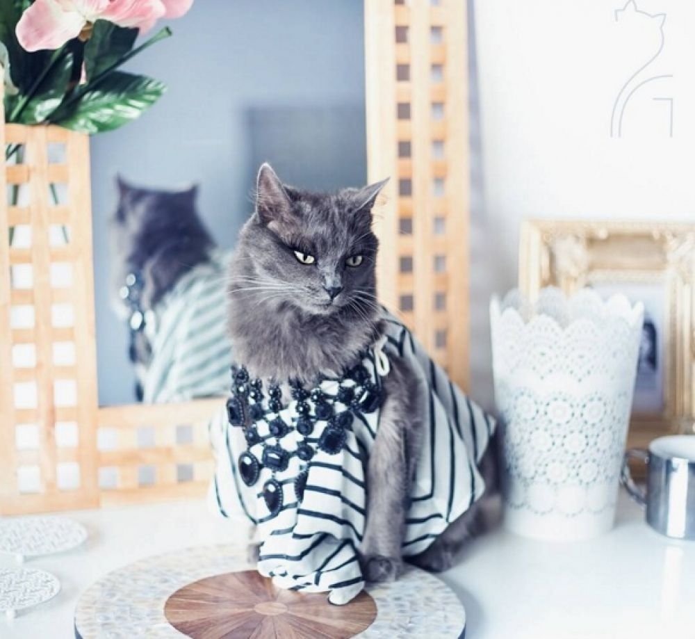 Модная кошка