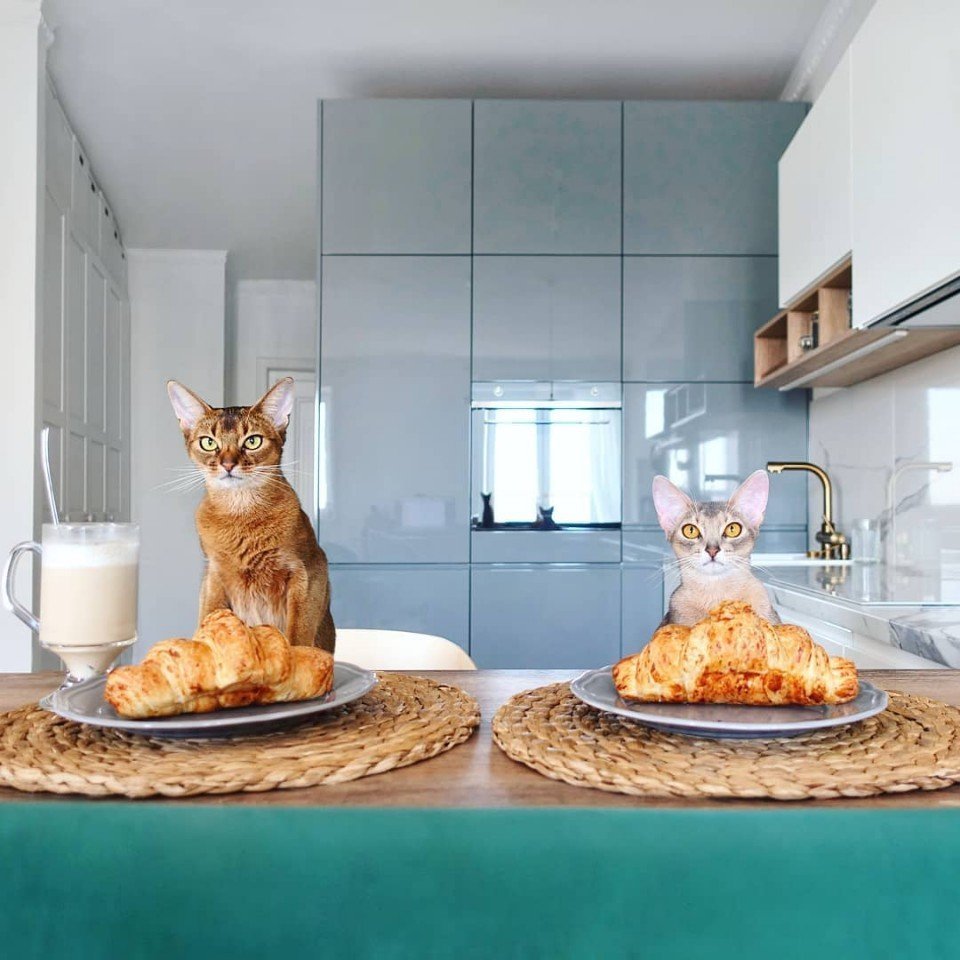 Стильный кот