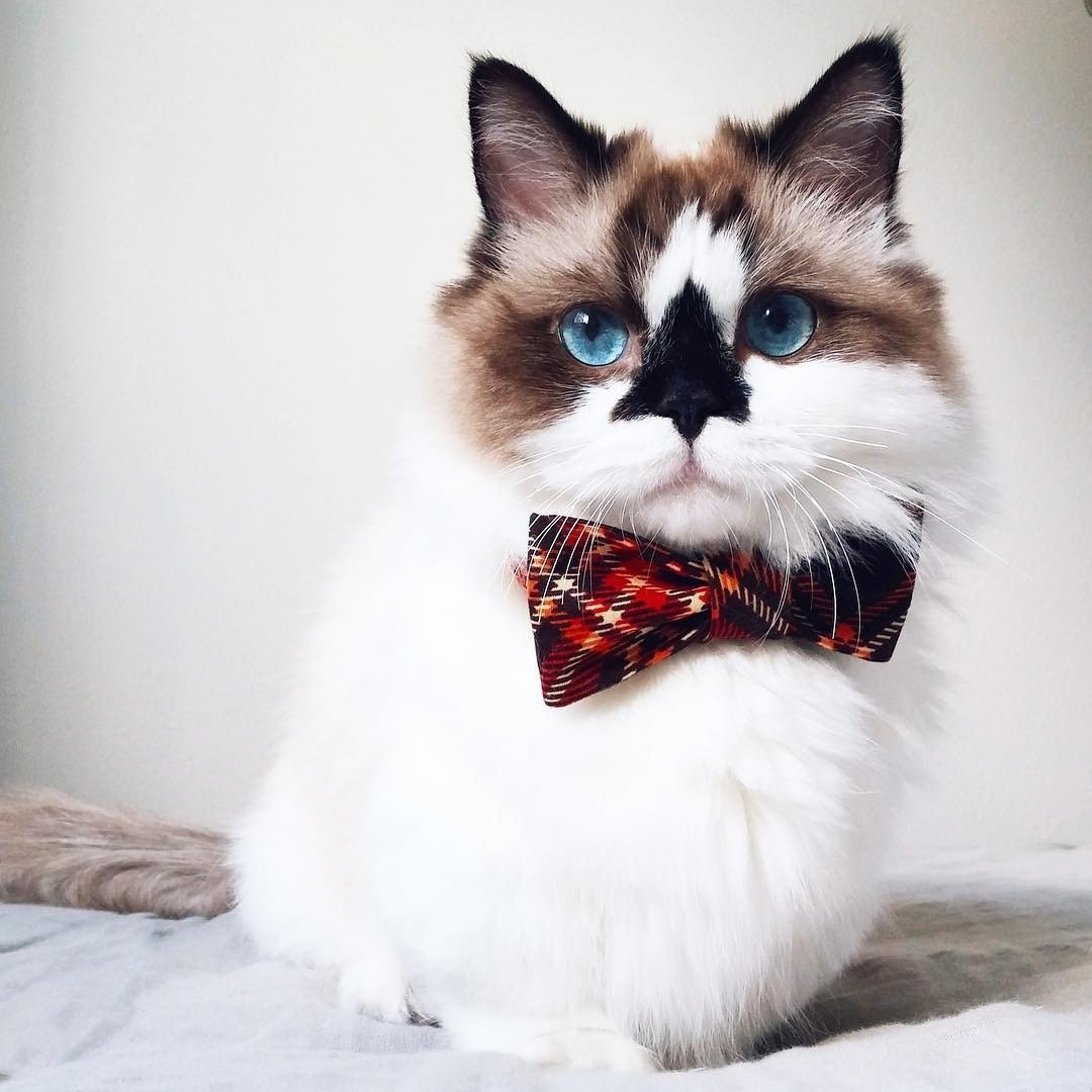 Модные коты бейби