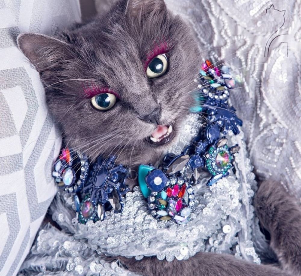 Гламурный котик
