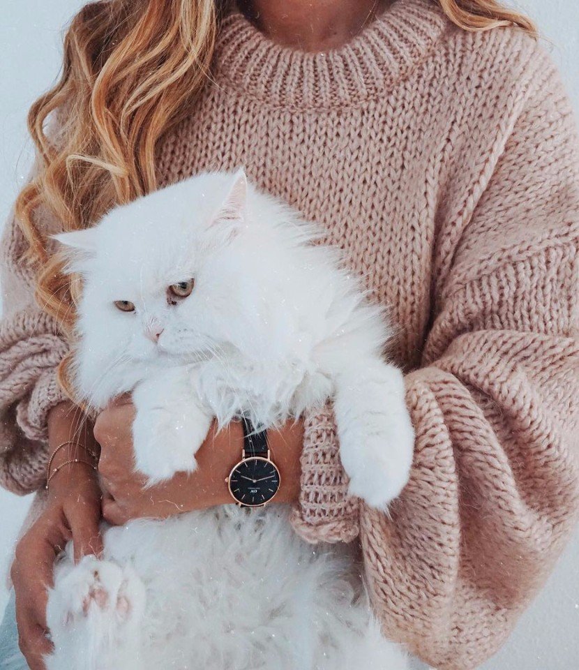 Модные коты