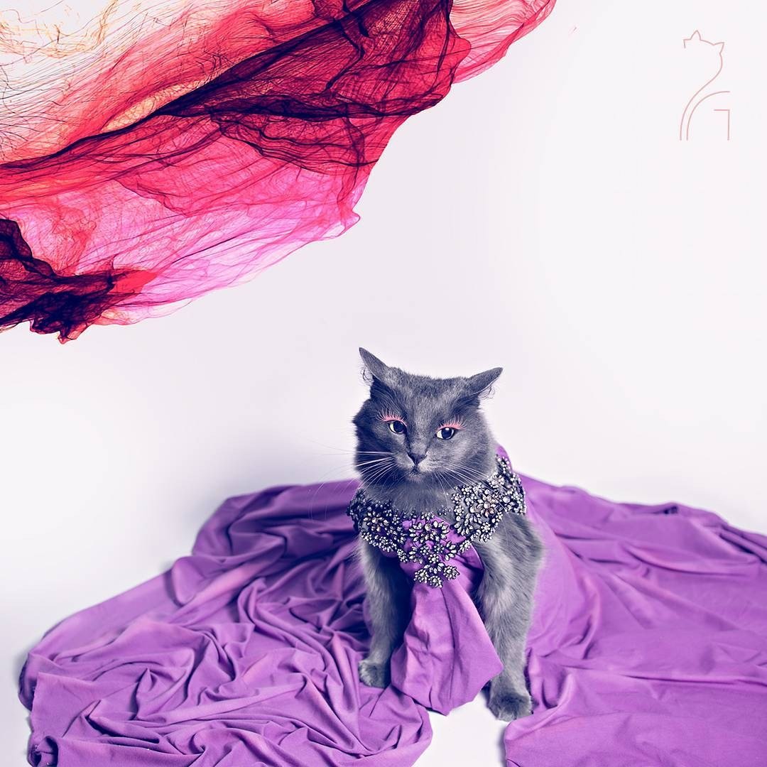 Картинки модные котики