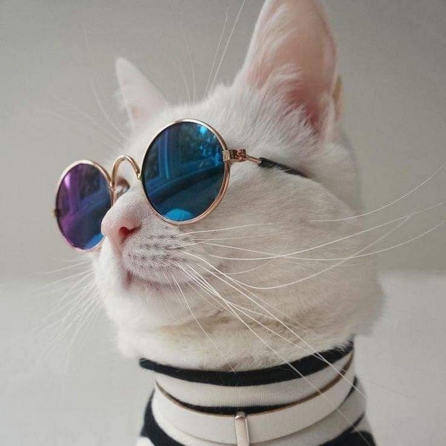 Розовый котя