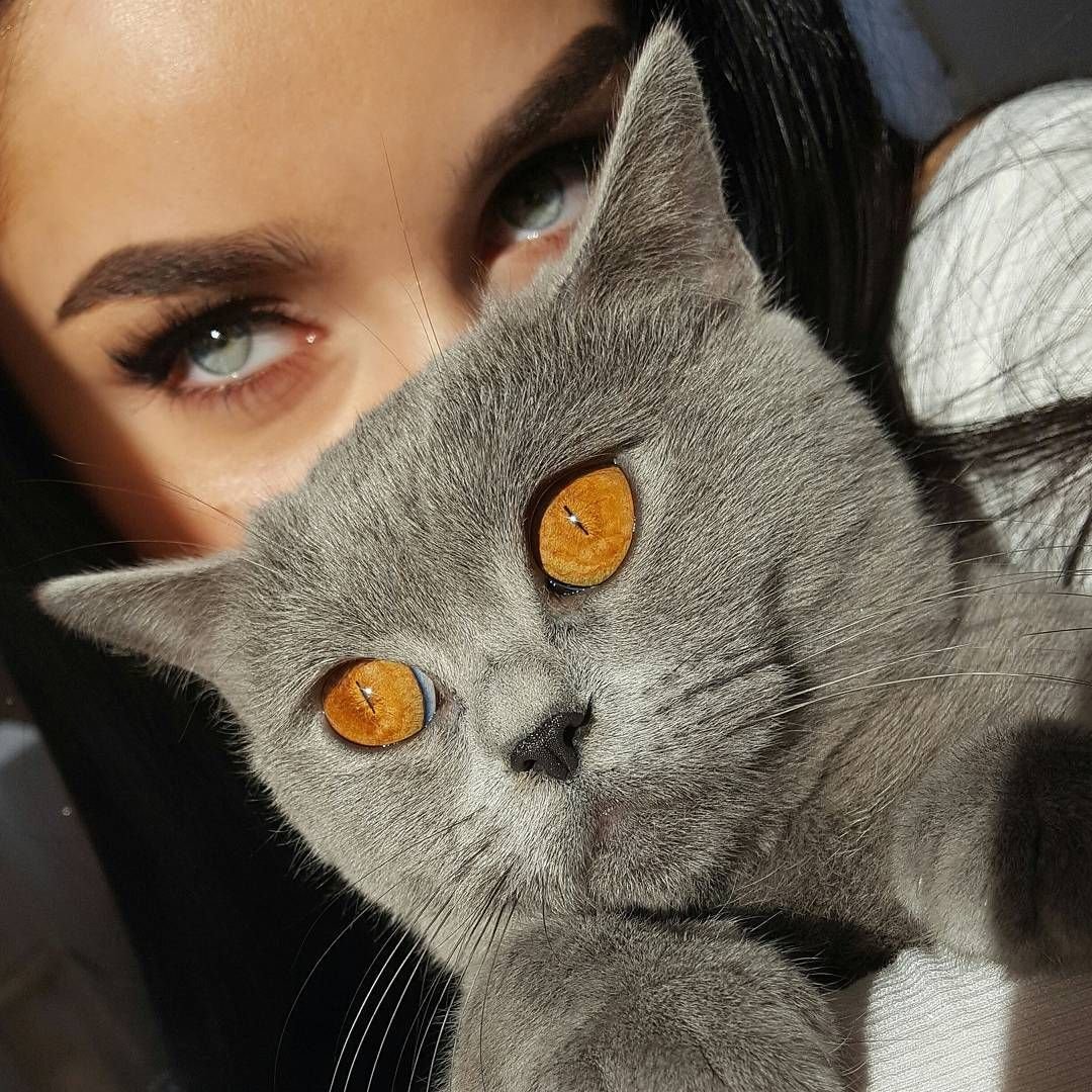 Модная кошка