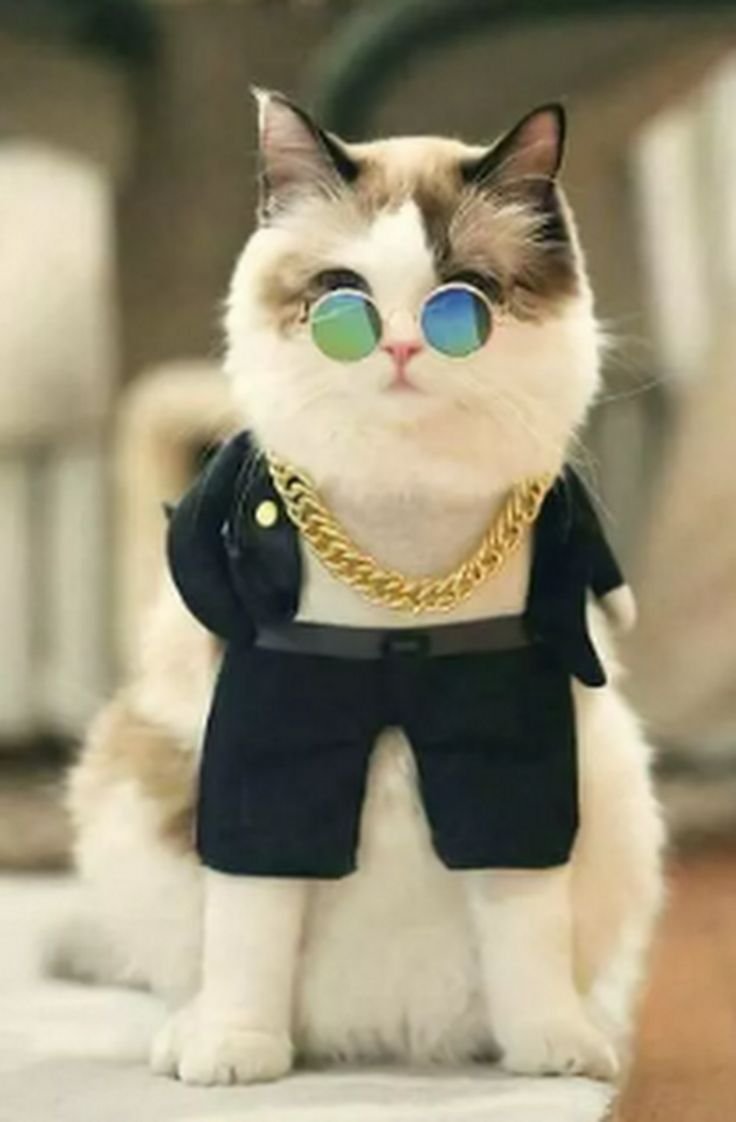 Кот Бенсон фото