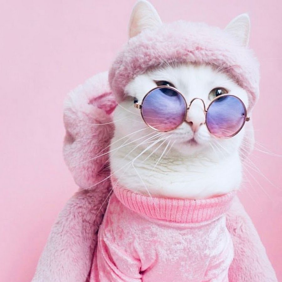 Чулки с котиками