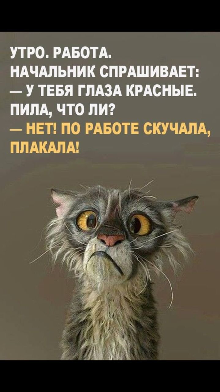 Проснулся прикол