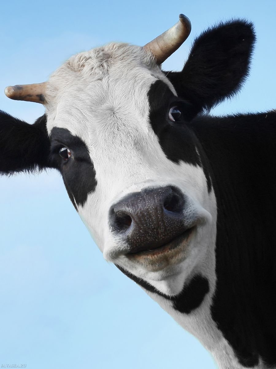 Корова с бантиком