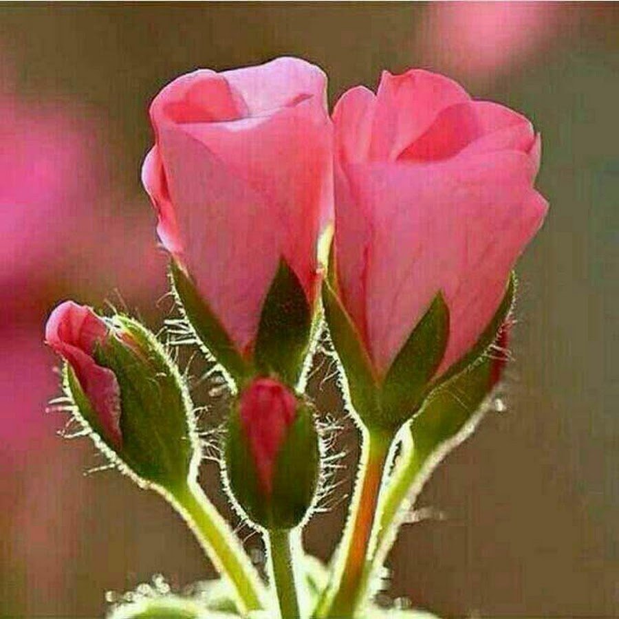 Поздравление с воскресным днем православные