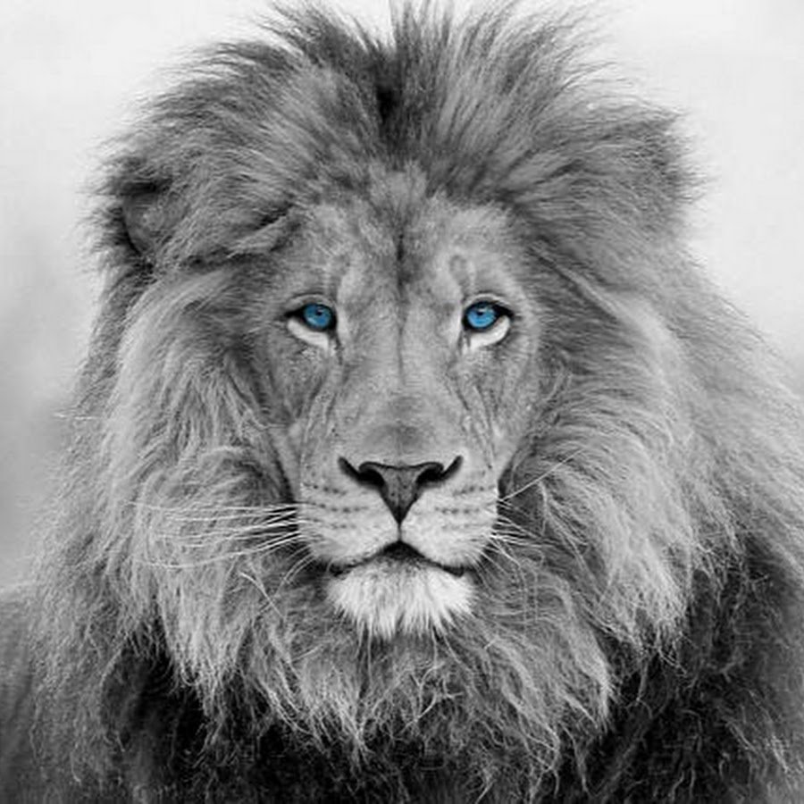 Голова Льва карандашом