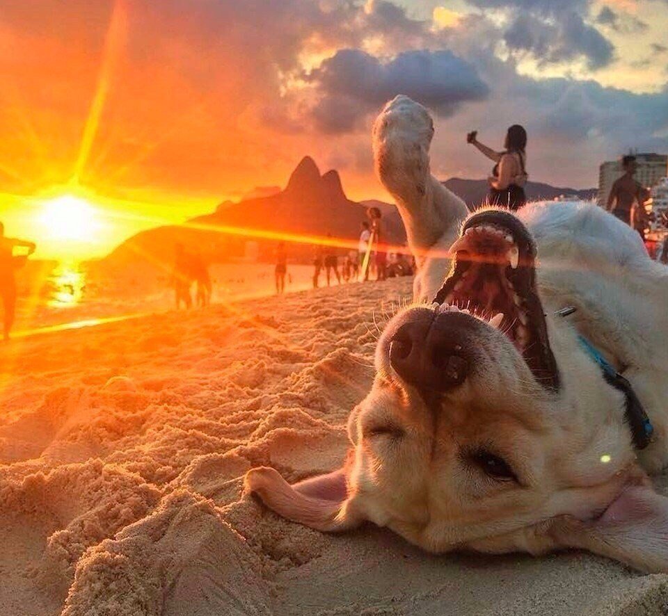 Девушка в подсолнухах со спины