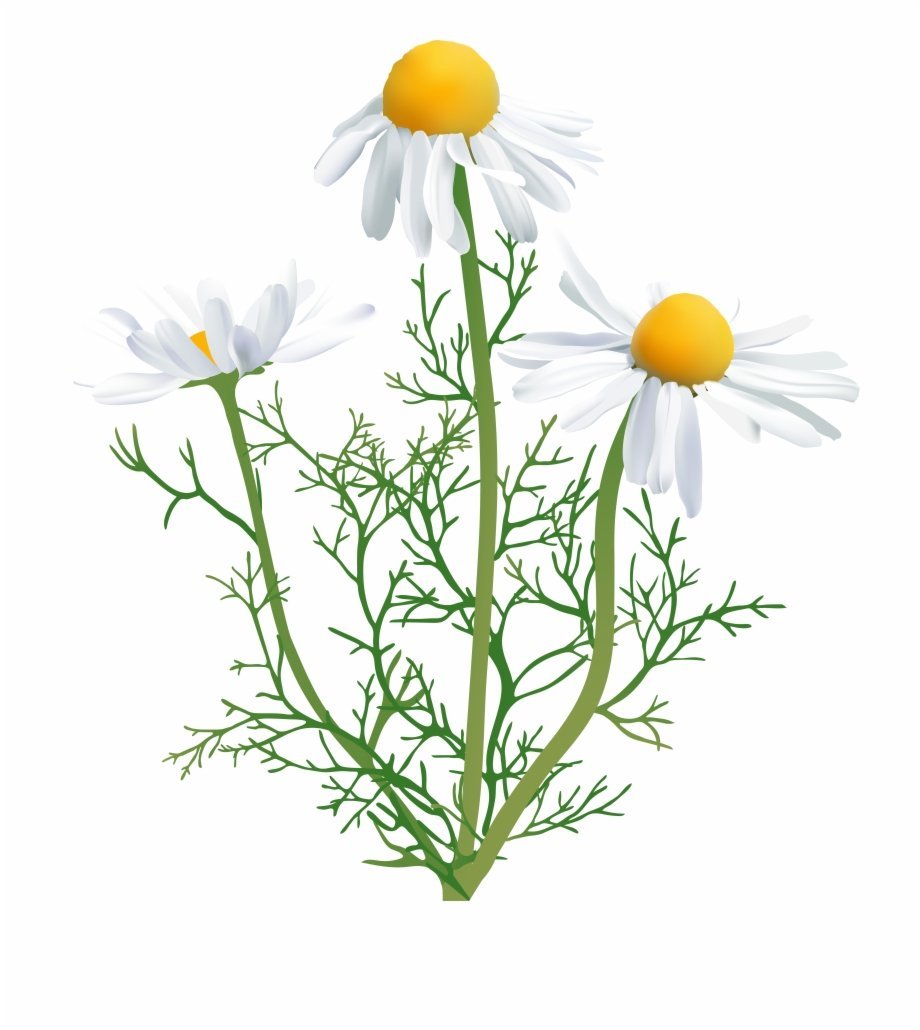Картинка Ромашка на прозрачном фоне