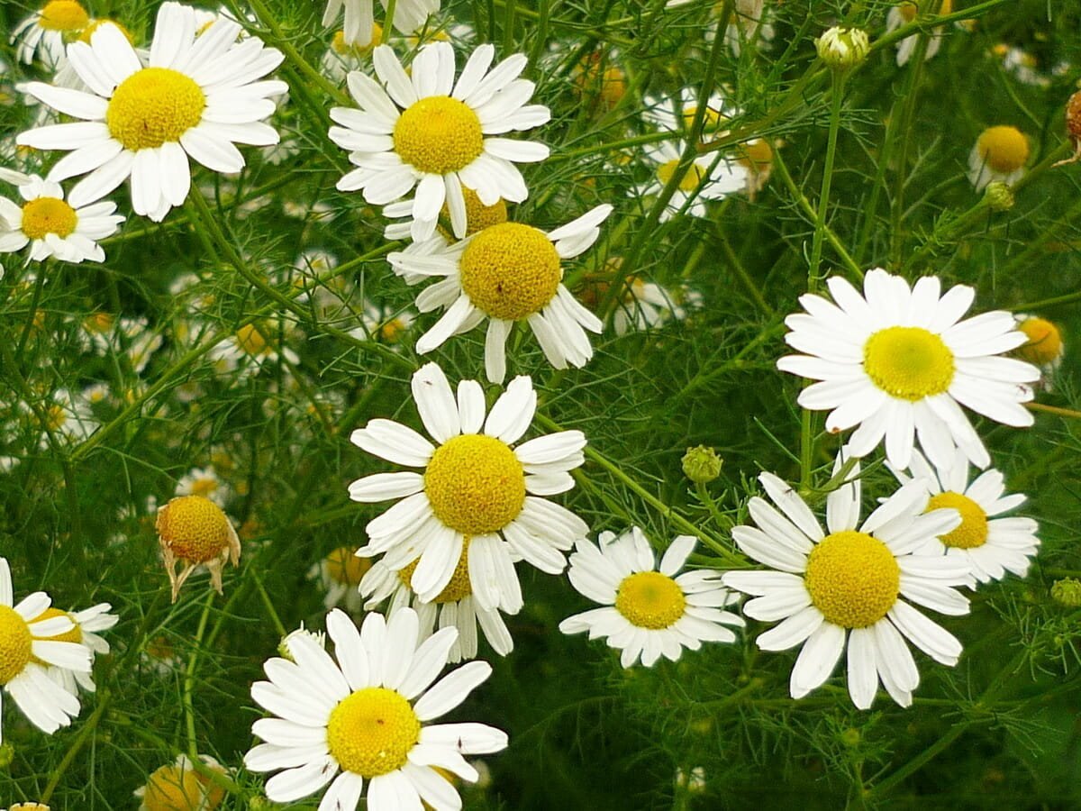 Аптечная Ромашка макро