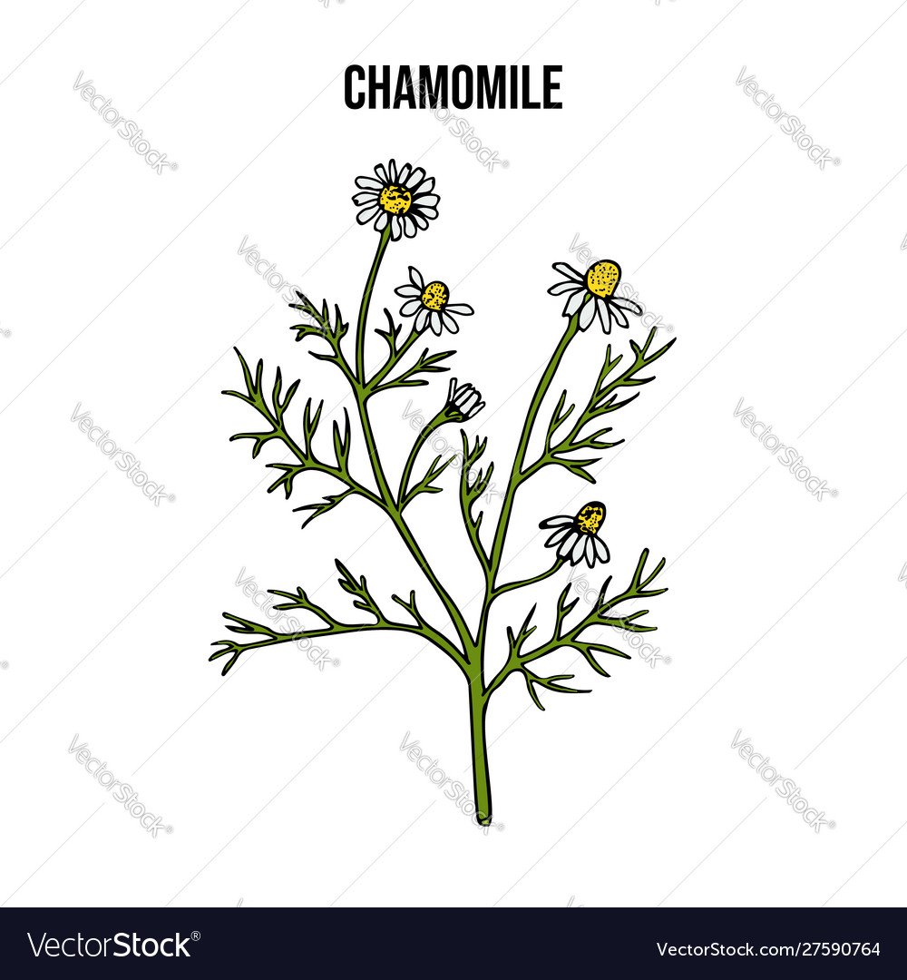 Ромашка аптечная без фона