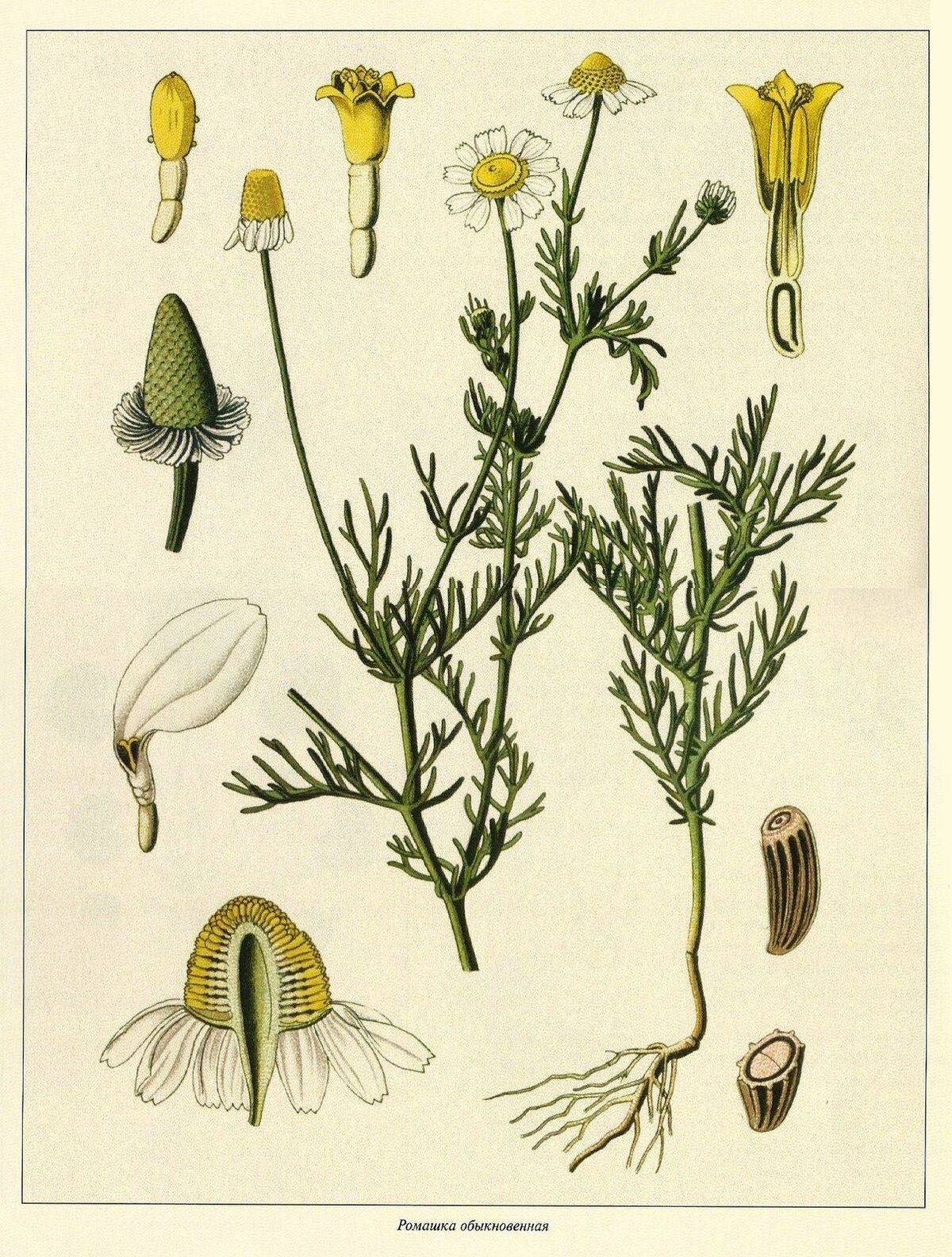 Ромашка аптечная акварель