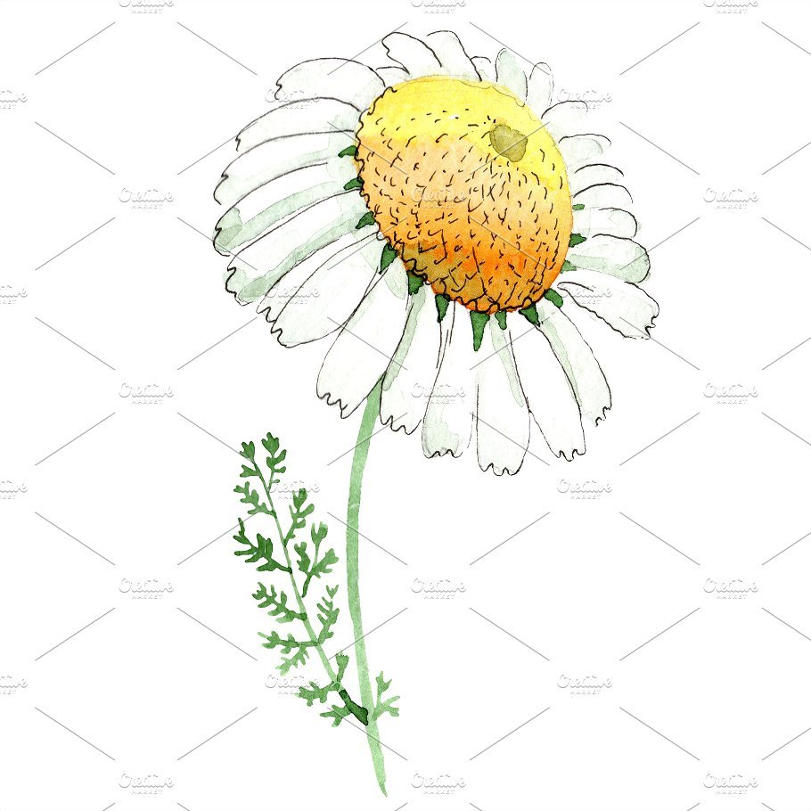 Ромашка цветки Ромашка аптечная