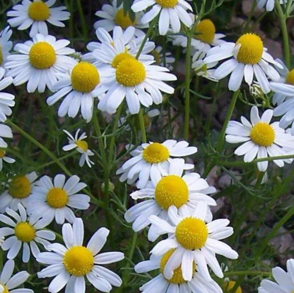 Ромашка Полевая со стеблем