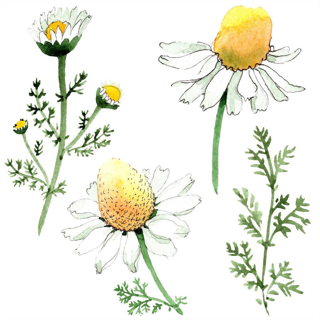 Пупавка собачья Anthemis Cotula